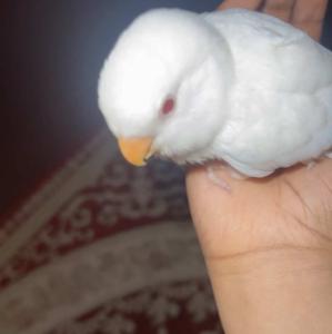 مكة المكرمة حي وادي جليل