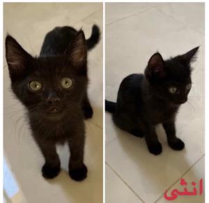 قطه انثى للتبني