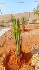نخيل عربي مثمرر 