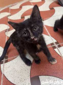 قطط للتبني هرر بنجران 